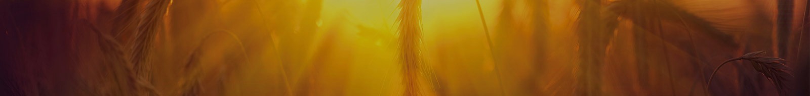 Bandeau représentant un champ de blé au soleil